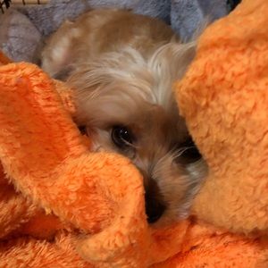 Meet your Posher, Amy